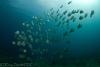 Atlantic Spadefish - Sun-Florida