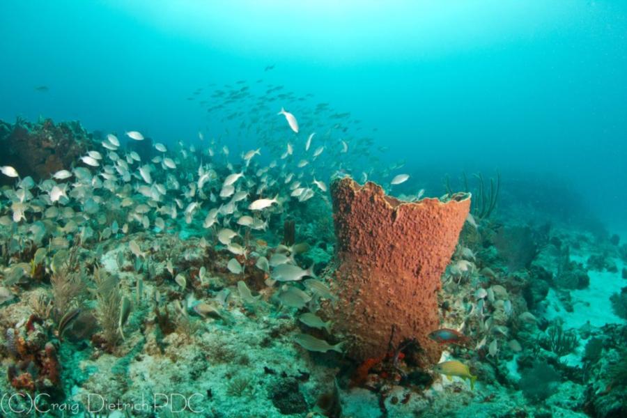 Sanctuary Reef - Huge barrel sponges