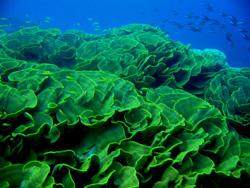 Cabbage Patch - Coral