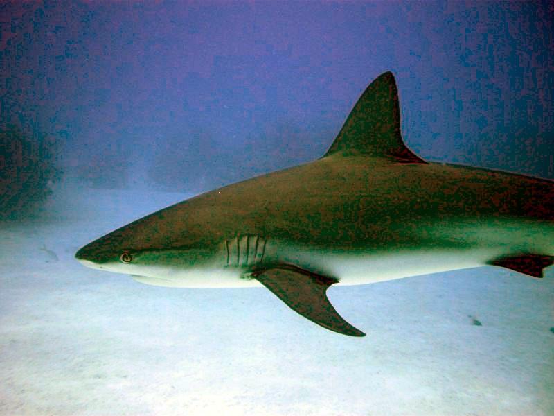 Shark Junction - Caribbean Reef Shark, Shark Junction