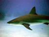 Caribbean Reef Shark, Shark Junction