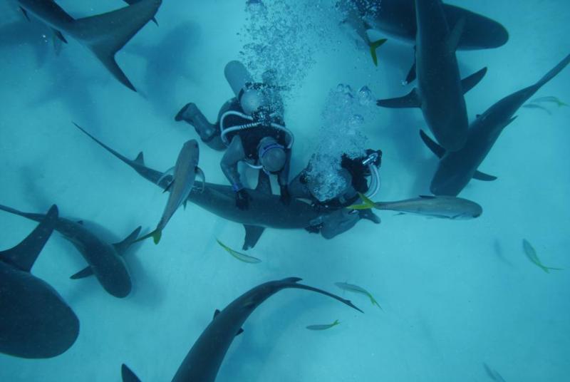Shark Junction - Shark Feeding Dive