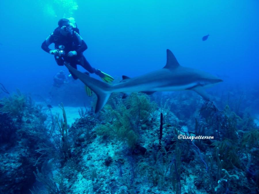 Shark Junction - Flaski & shark
