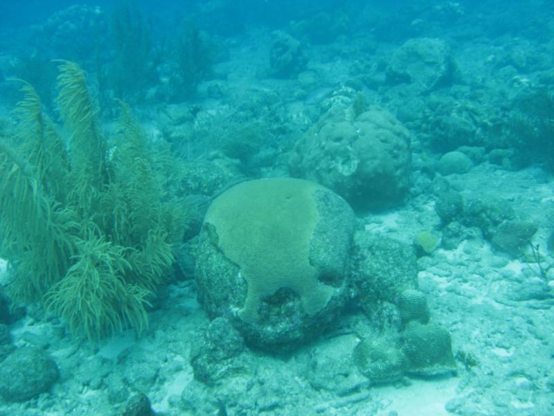 Playa Kalki - Coral