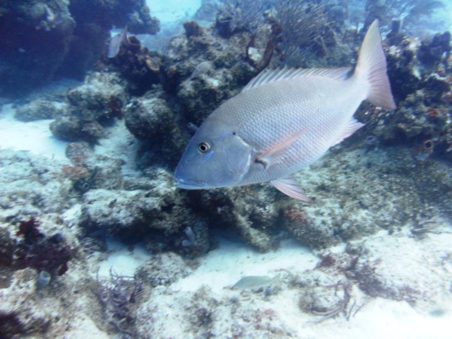 Marine Sanctuary - What kind of fish is this?