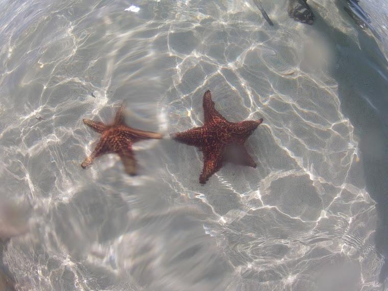 Grand Cayman - StarFish In GrandCayman