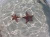 StarFish In GrandCayman - Semperdive