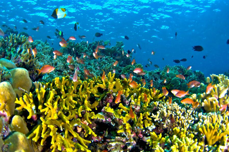 Bunaken Island - Bunaken Reef