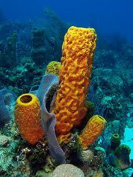 Tobago - Yellow Tube Sponge