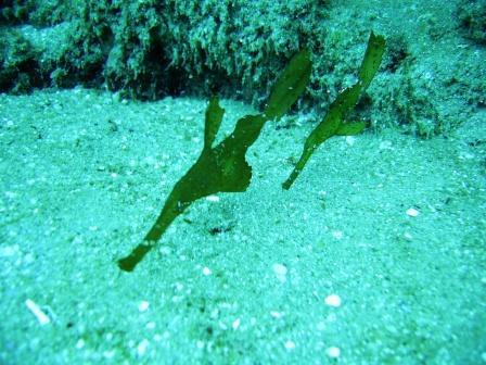 2-Mile Reef - Ghost pipefish