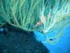 Longnose hawkfish - Mcdiver