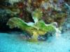2-Mile Reef - Paperfish