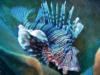 2-Mile Reef - Devil Firefish