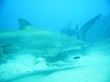 2-Mile Reef - Ragged tooth sharks