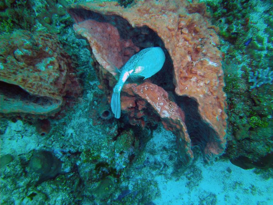 San Clemente Reef - San Clemente Reef