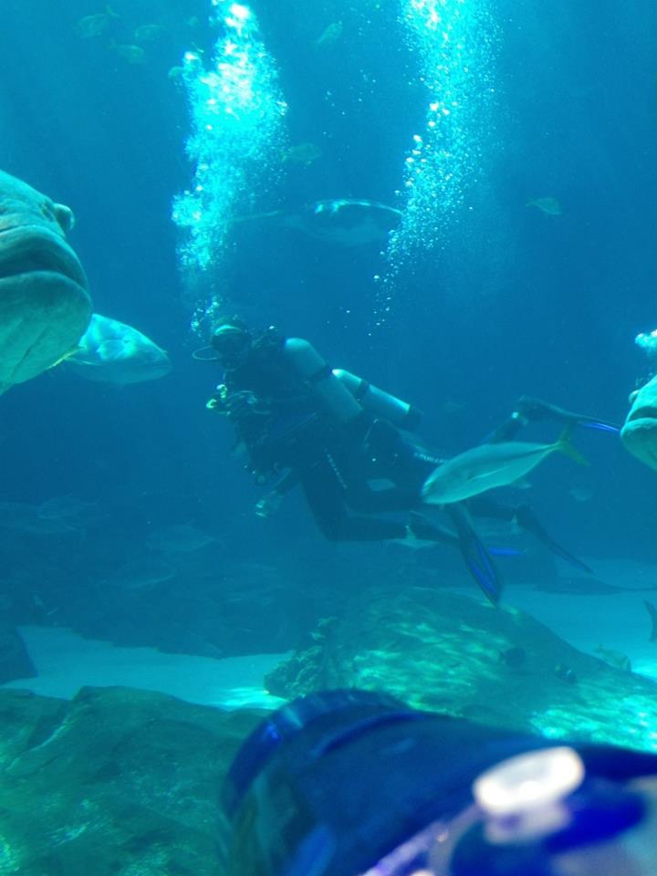 Georgia Aquarium Ocean Voyager Dive - as seen from the viewing window