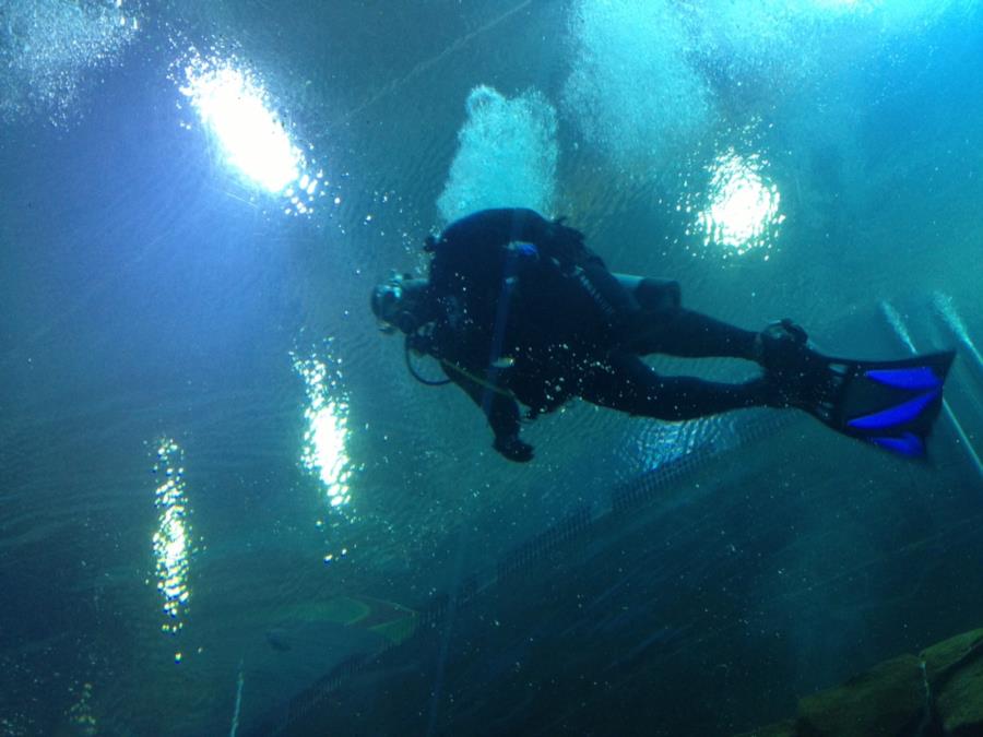 Georgia Aquarium Ocean Voyager Dive - Fritz - view from the tunnel