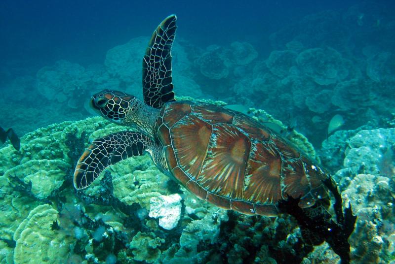 Gab Gab Beach - Sea Turtle at Gab Gab