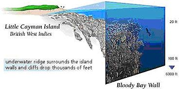 Bloody Bay Wall - Illustration of Bloody Bay Wall, Little Cayman
