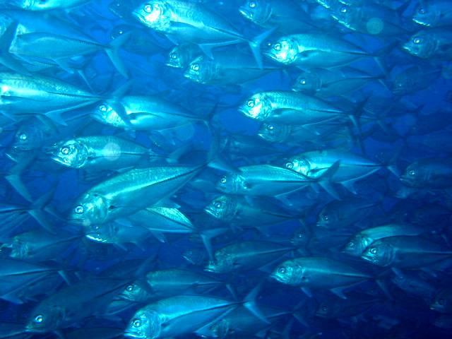 Balicasag Beach Resort, Bohol - resident scool of trevally