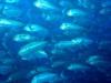 resident scool of trevally - neptunemd