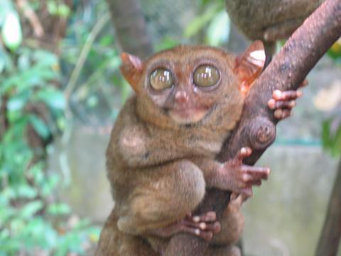 Balicasag Beach Resort, Bohol - tarsier