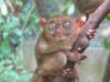 tarsier - neptunemd