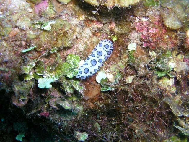 French Cay Bank - Everyone loves a Nudi