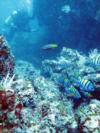 Underwater in Manuel Antonio