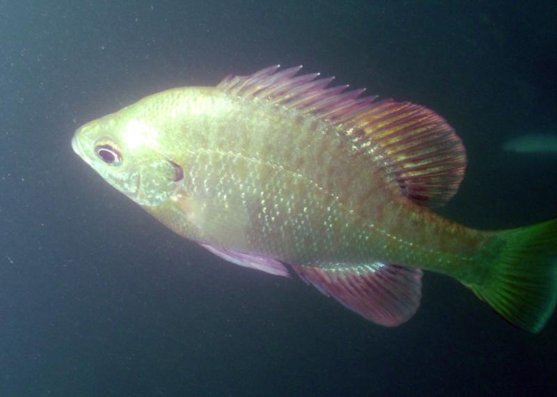 Canyon Lake - North Park Sunfish