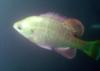 Canyon Lake - North Park Sunfish