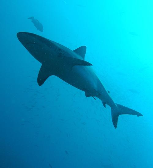 Negali Passage aka Negale Pass - Shark