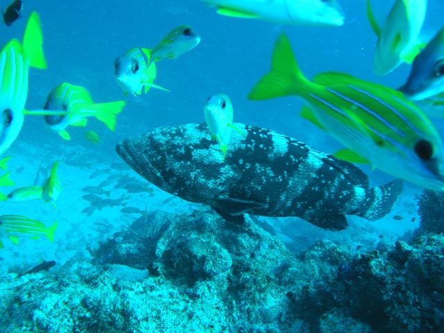 Negali Passage aka Negale Pass - Grouper and friends