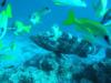 Negali Passage aka Negale Pass - Grouper and friends