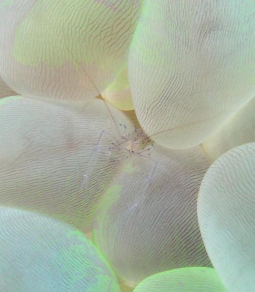 Wakatobi Dive Resort - Shrimp on bubble coral