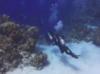 Boat Cove, AKA Rock Garden, West Caicos, TCI - Boat Cove, West Caicos, TCI