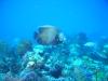 Aquarium West, Providenciales, TCI - Gray Angel