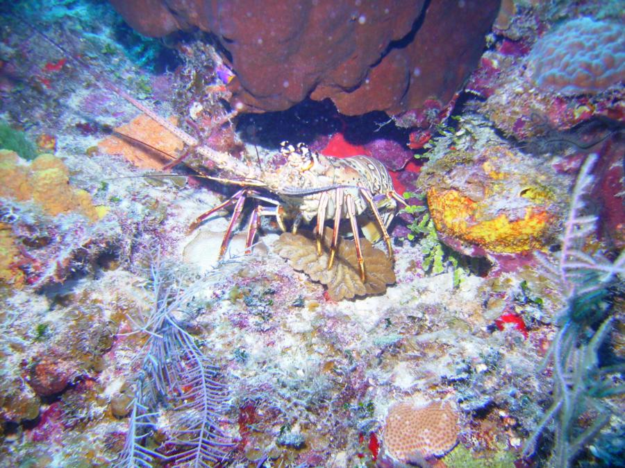 Aquarium West, Providenciales, TCI - Lobster