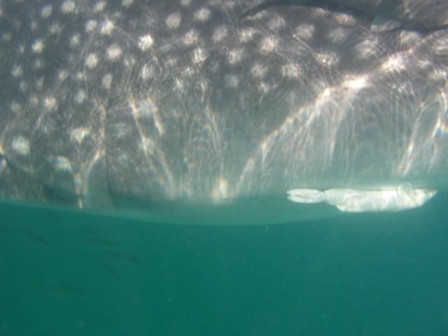 Holbox - The feeding end