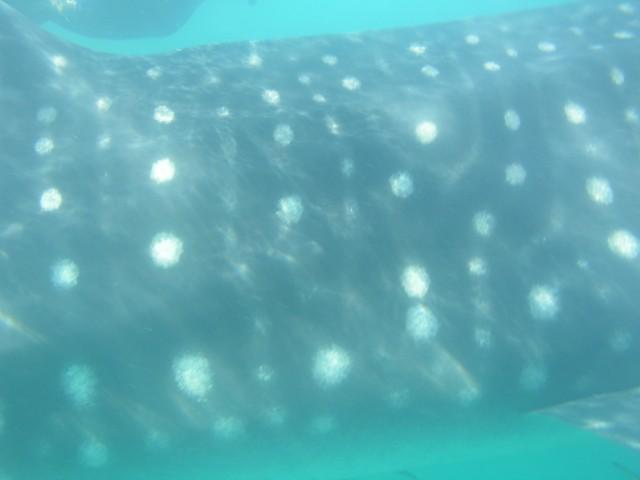Holbox - I’m seeing spots!