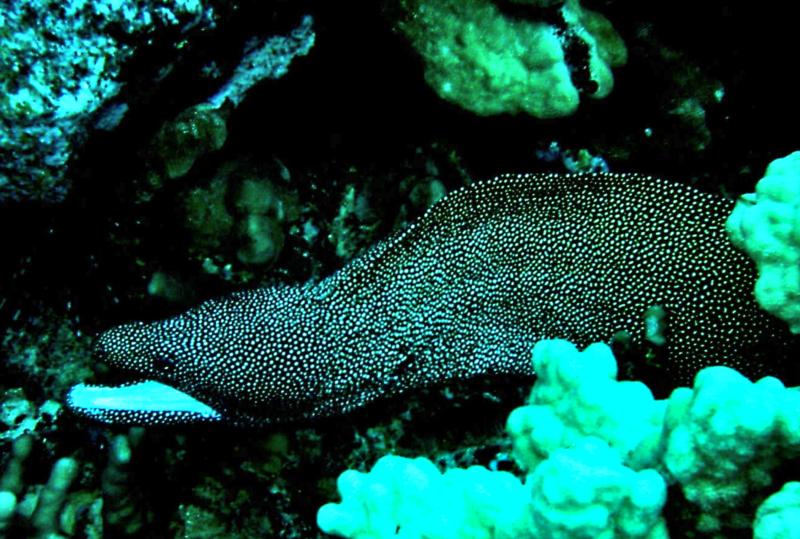 Kona, HI - White Mouth Moray