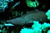 White Mouth Moray