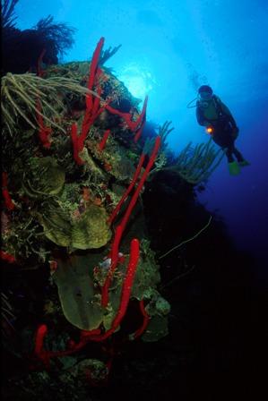 Long Caye Wall, Glover’s Reef Atoll, Belize - Long Caye Wall photo by Mark Webster