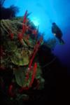 Long Caye Wall, Glover’s Reef Atoll, Belize - Belize