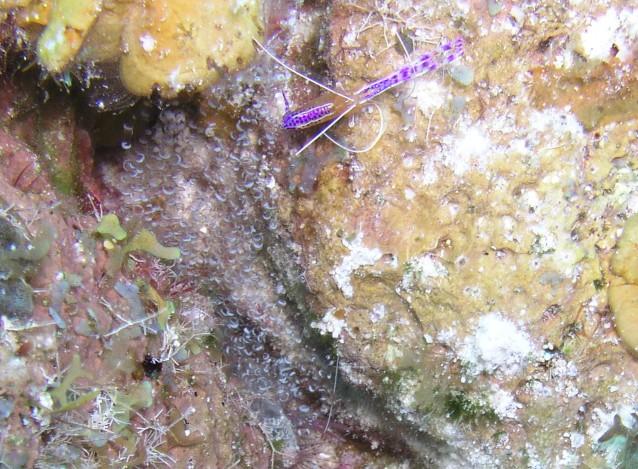 Long Caye Wall, Glover’s Reef Atoll, Belize - Shrimp