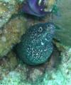 Long Caye Wall, Glover’s Reef Atoll, Belize - Spotted eel