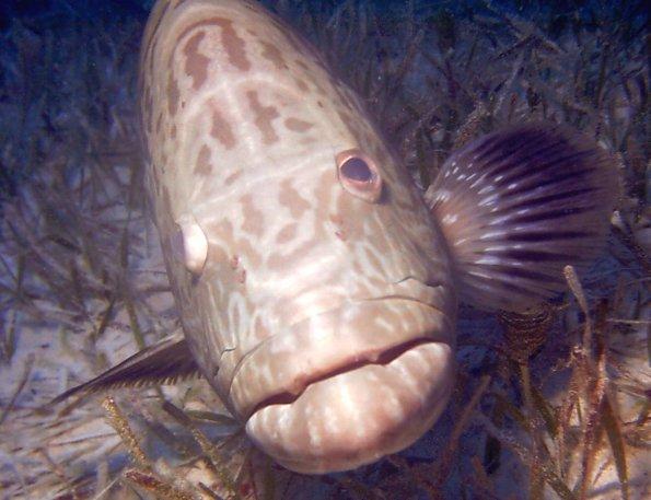 Hol Chan Reserve, Marine Park - Grouper