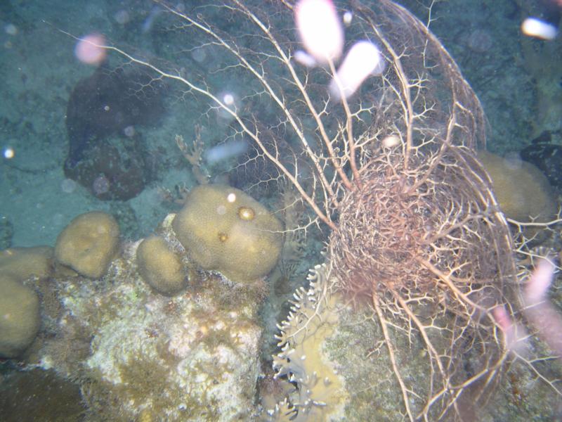 Hol Chan Reserve, Marine Park - Basket star on night dive