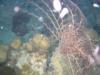 Hol Chan Reserve, Marine Park - Basket star on night dive