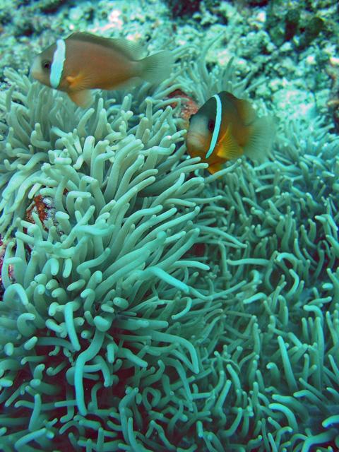 Nasi Yalodina - Up on the reef